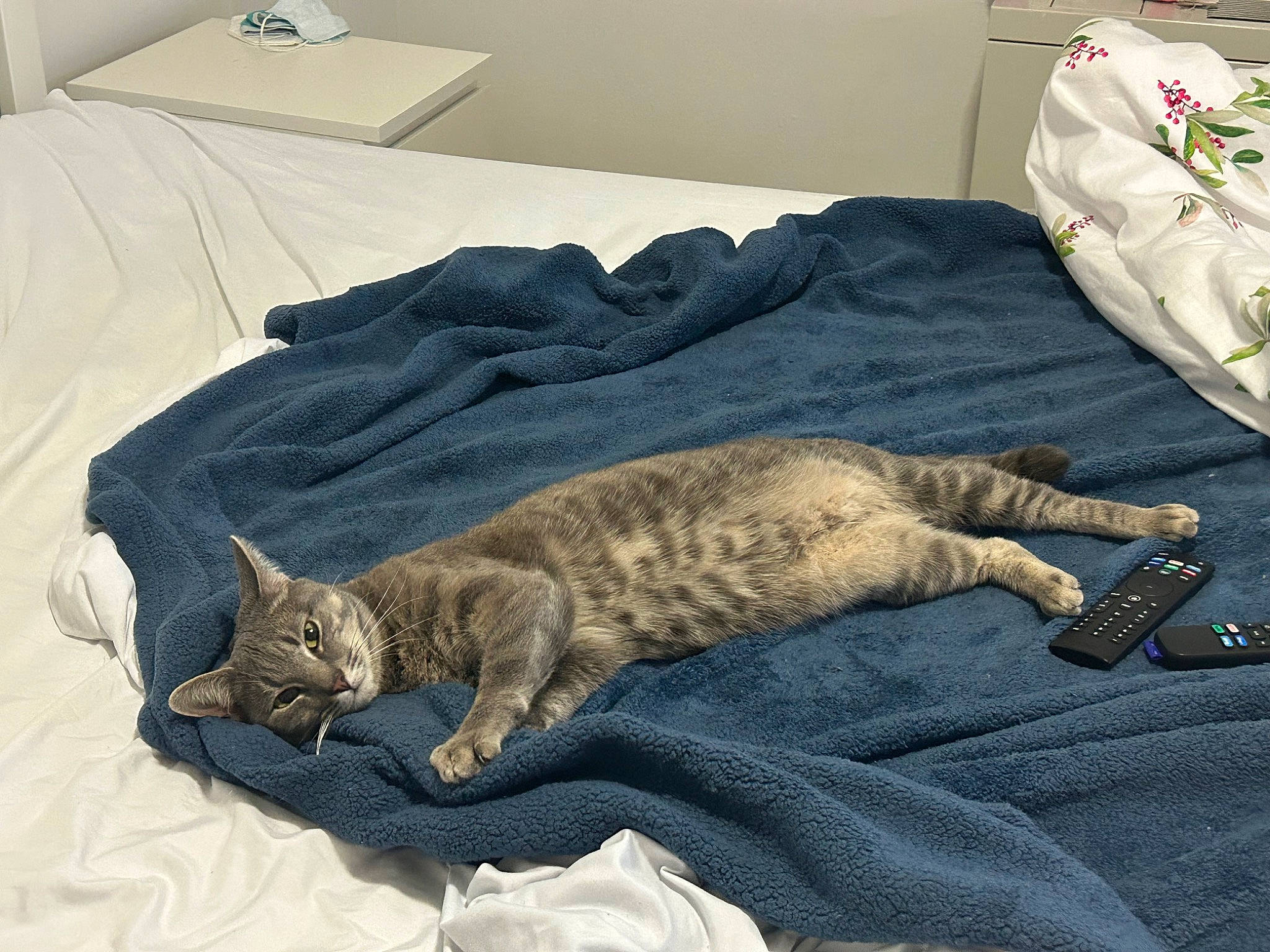 Argo is registered to the contest to win money with this photo: bed, bed_sheet, bedding, carnivore, cat, comfort, domestic_short_haired_cat, duvet, felidae, fur, grey, linens, nap, paw, room, sleep, small_to_medium_sized_cats, tail, terrestrial_animal, whiskers