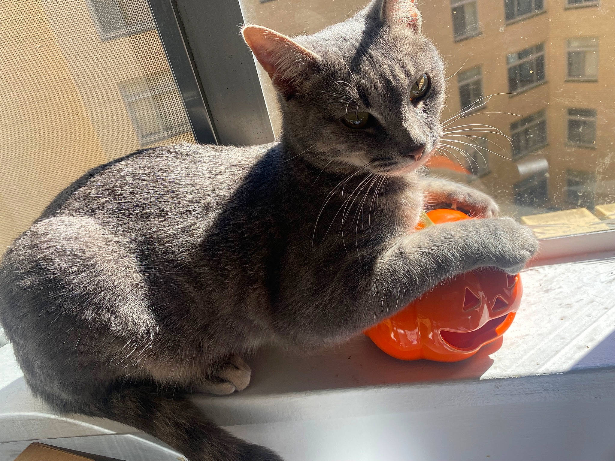 Argo is registered to the contest to win money with this photo: building, carnivore, cat, cat_supply, chartreux, claw, comfort, domestic_short_haired_cat, fawn, felidae, fur, grey, paw, sitting, small_to_medium_sized_cats, snout, tail, whiskers, window