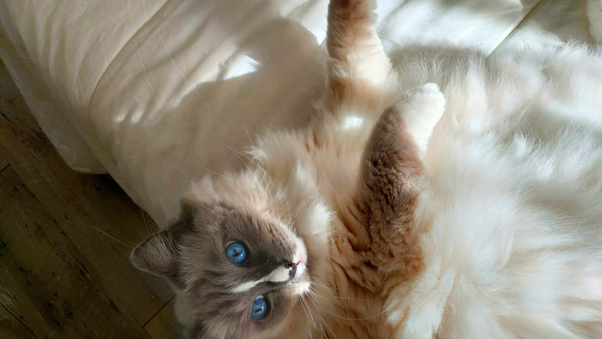 Gandhi a rejoint le concours — aidez-le/la à gagner de superbes lots ! animal, bed, blue_eyes, cat, closeup, cozy, curious, cute, domestic_cat, feline, fluffy, fur, indoor, laying_down, pet, relaxed, resting, soft_light, whiskers, white_bedspread