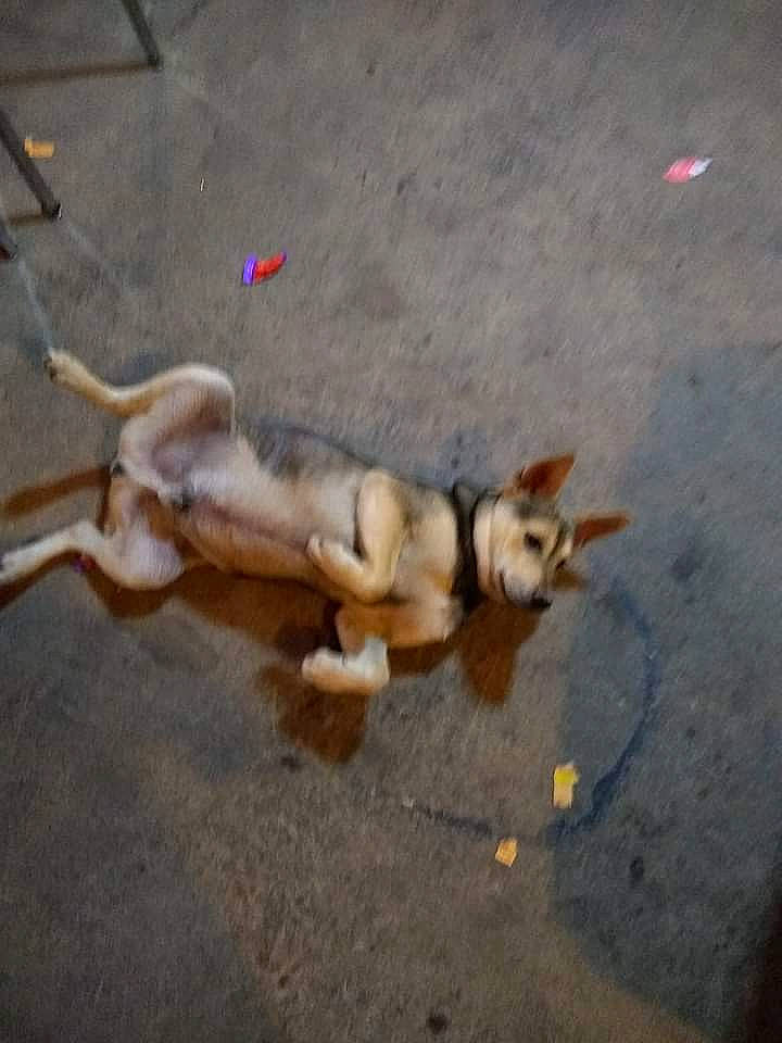 Bandit joined the competition — help win amazing prizes! asphalt, canidae, claw, curb, dog_breed, fawn, mammal, pack_animal, road, road_surface, shadow, soil, sporting_group, tail, terrestrial_animal, wildlife, wing, wood, working_animal