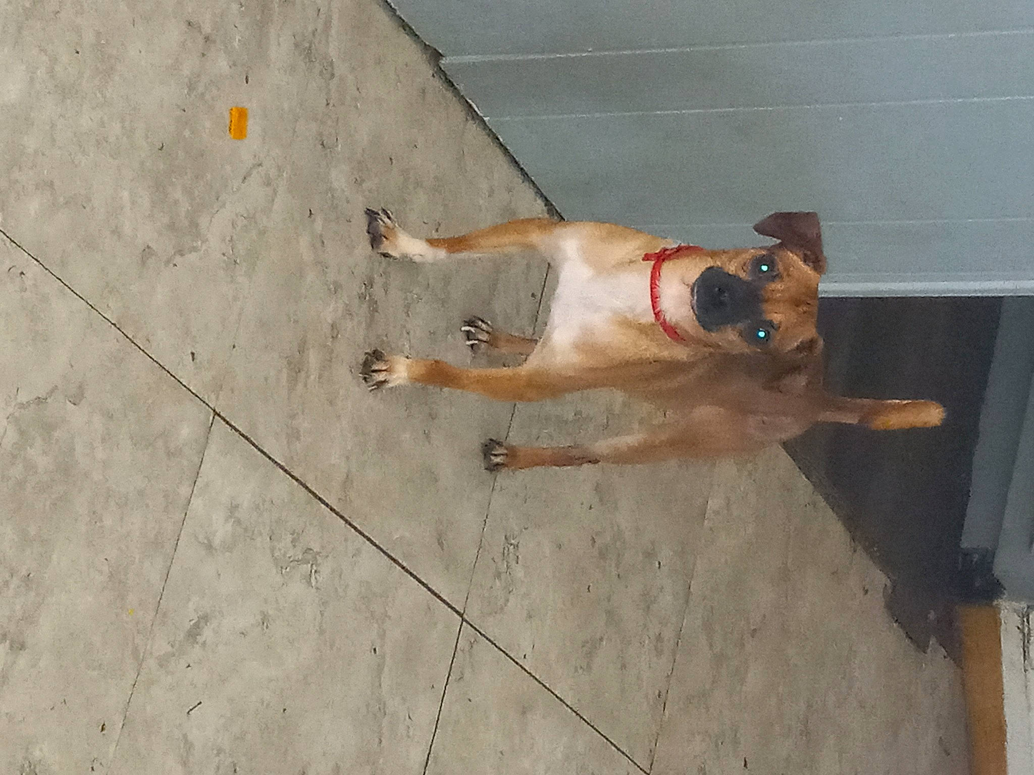 Rocky joined the competition — help win amazing prizes! canidae, carnivore, companion_dog, concrete, dog, dog_breed, fawn, floor, flooring, foot, human_leg, recreation, sporting_group, tail, wood