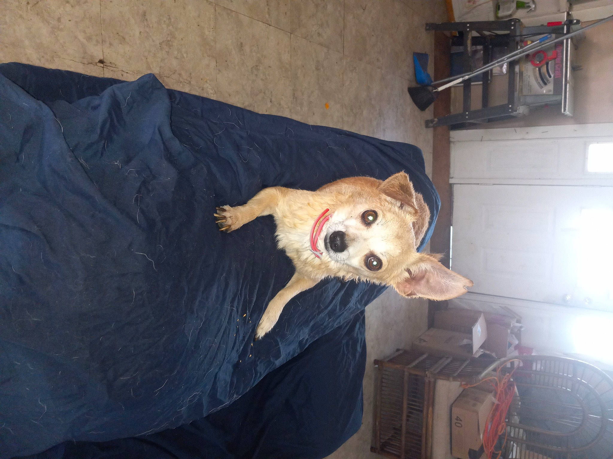 Tiny joined the competition — help win amazing prizes! ball, canidae, carnivore, comfort, companion_dog, dog, dog_breed, dog_supply, fawn, flooring, fur, paw, room, snout, sporting_group, stuffed_toy, tail, whiskers, wood, working_animal