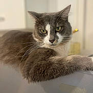 Poussière participe au concours pour gagner de l'argent avec cette photo : cat, gray_cat, white_fur, green_eyes, fluffy, lounging, indoor, pet, feline, whiskers, closeup, portrait, relaxed, animal, cute, domestic_cat, soft_fur, focused, calm, resting