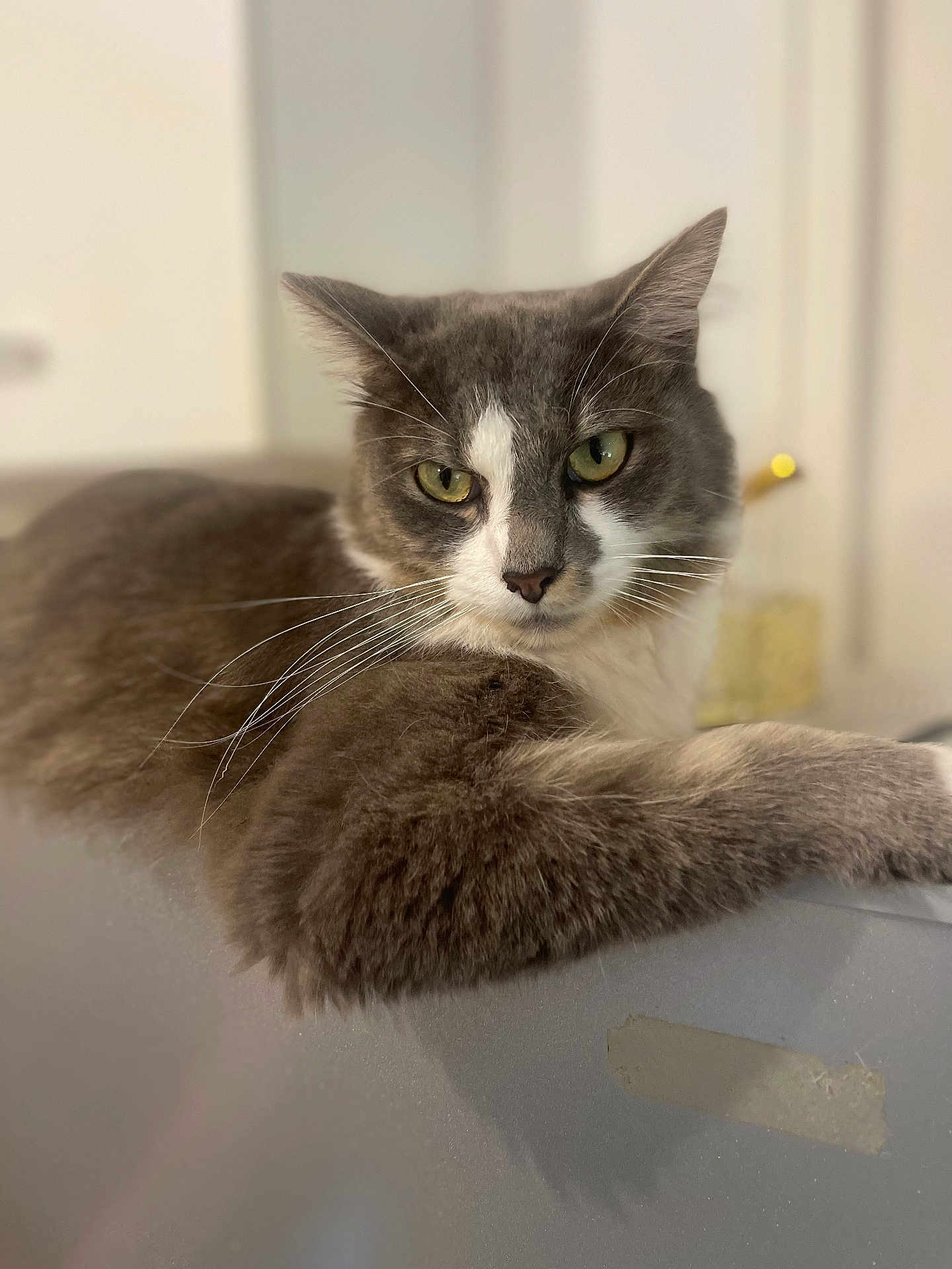 Poussière participe au concours pour gagner de l'argent avec cette photo : cat, gray_cat, white_fur, green_eyes, fluffy, lounging, indoor, pet, feline, whiskers, closeup, portrait, relaxed, animal, cute, domestic_cat, soft_fur, focused, calm, resting