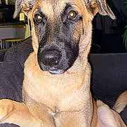 Aiko a rejoint le concours — aidez-le/la à gagner de superbes lots ! dog, puppy, shepherd_mix, tan_fur, black_muzzle, floppy_ears, wide_eyes, sitting, couch, indoor, portrait, close_up, pet, animal, curious, flash_photography, household, laundry, furniture, adorable