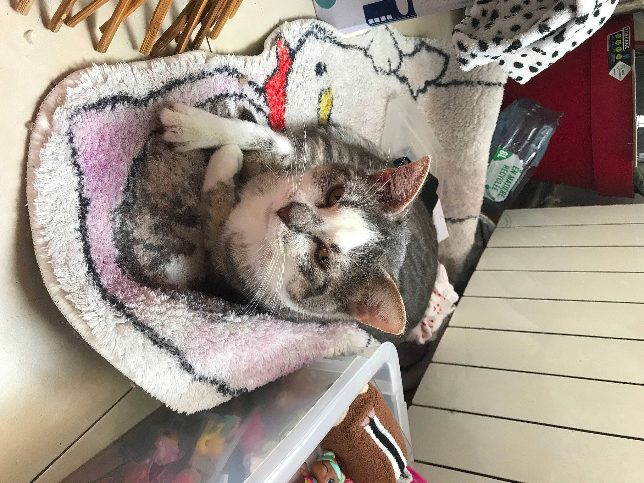 Milka a rejoint le concours — aidez-le/la à gagner de superbes lots ! carnivore, cat, comfort, domestic_short_haired_cat, fawn, felidae, fur, grey, linens, nap, pattern, paw, sleep, small_to_medium_sized_cats, tail, whiskers, wood, wool