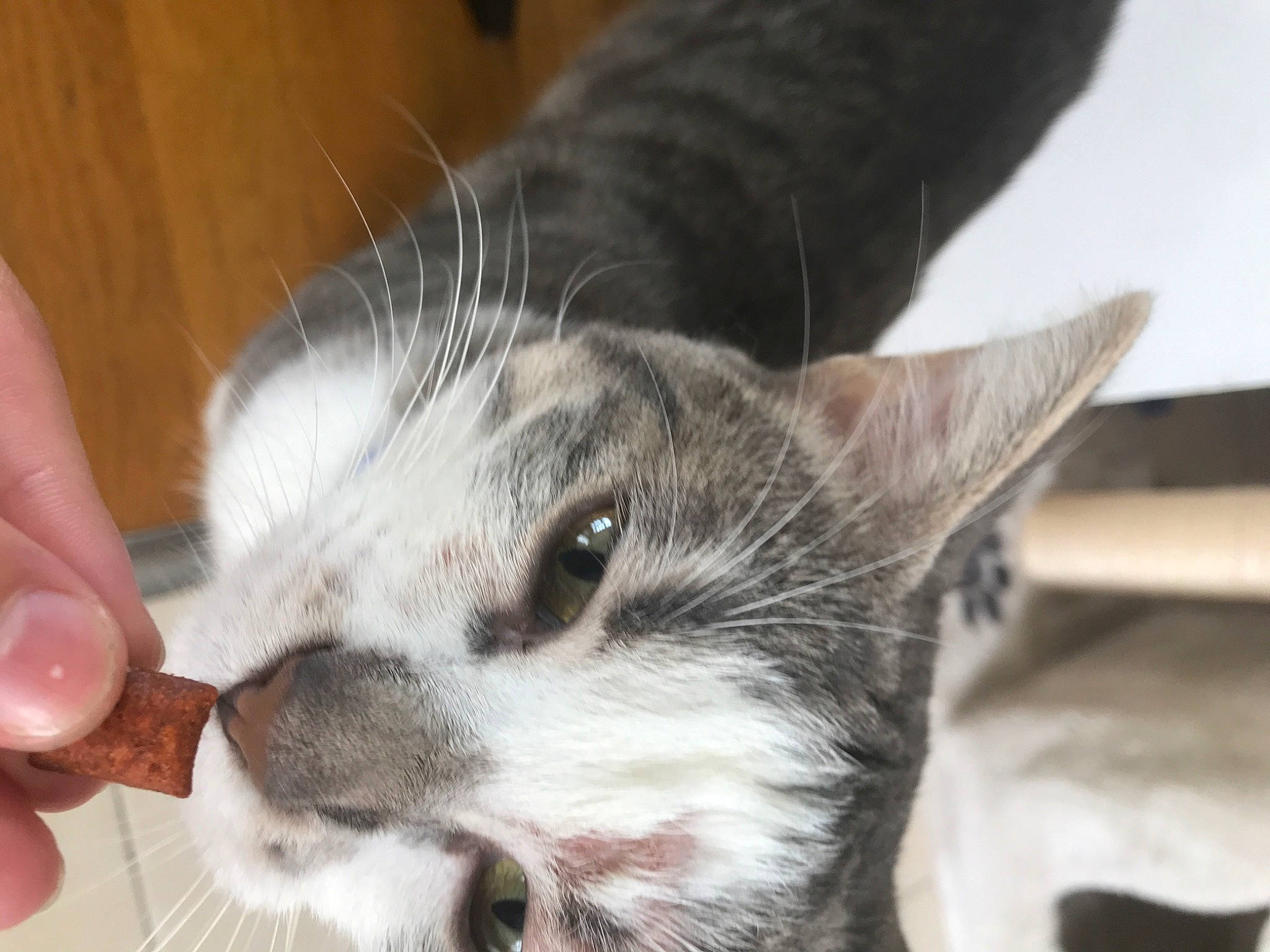 Milka participe au concours pour gagner de l'argent avec cette photo : carnivore, cat, claw, domestic_short_haired_cat, ear, felidae, fur, paw, small_to_medium_sized_cats, snout, tail, whiskers