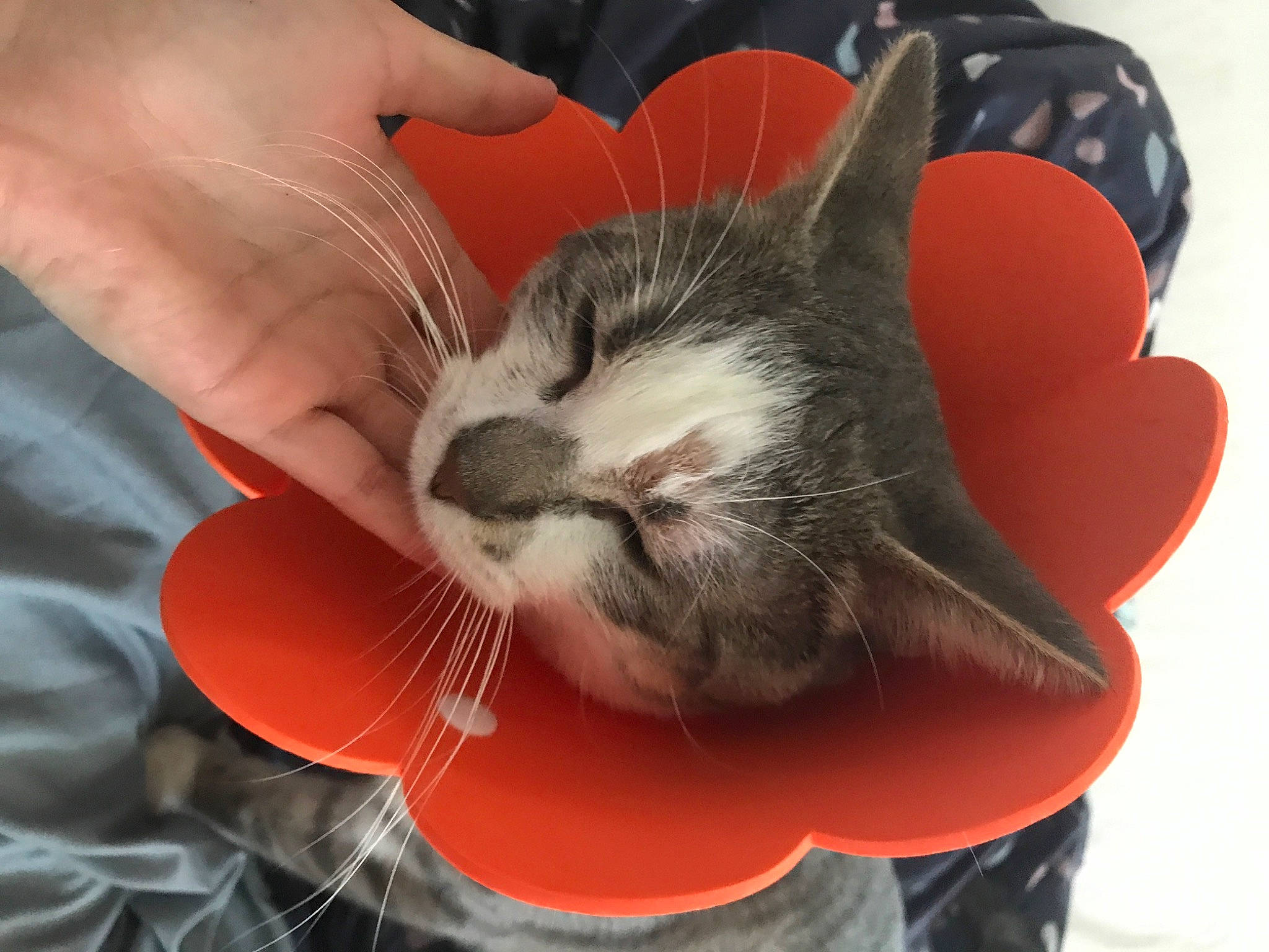 Milka a rejoint le concours — aidez-le/la à gagner de superbes lots ! carnivore, cat, comfort, domestic_short_haired_cat, ear, felidae, finger, foot, fur, hand, human_leg, lap, nail, nose, orange, paw, small_to_medium_sized_cats, snout, tail, whiskers