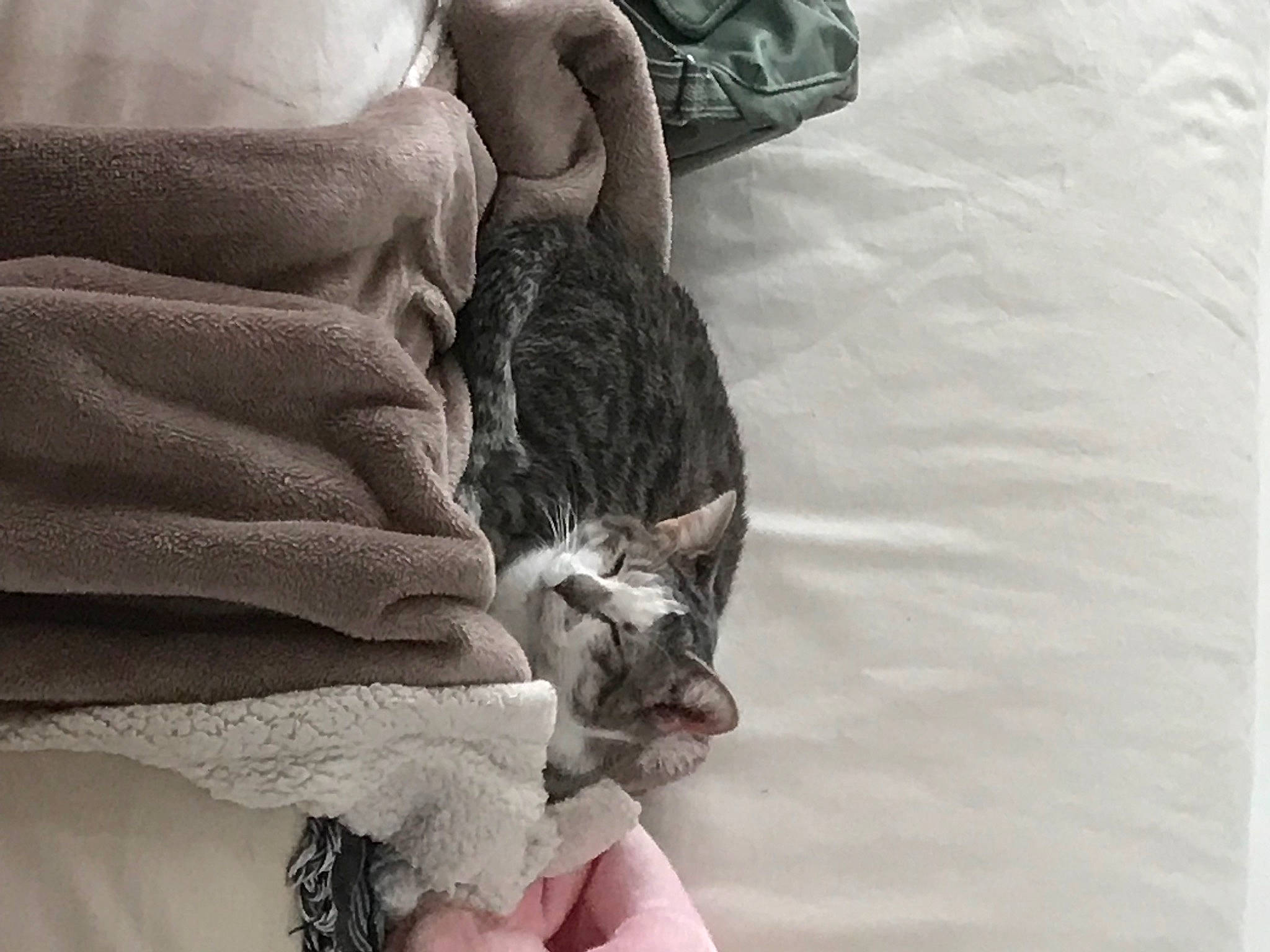 Milka a rejoint le concours — aidez-le/la à gagner de superbes lots ! cat, claw, comfort, domestic_short_haired_cat, felidae, fur, gesture, grey, human_leg, linens, nail, nap, pattern, paw, sitting, small_to_medium_sized_cats, tail, textile, thigh, whiskers