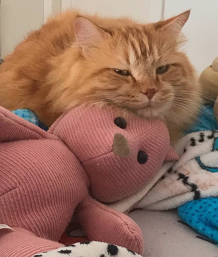 Charles a rejoint le concours — aidez-le/la à gagner de superbes lots ! box, carmine, carnivore, cat, claw, comfort, domestic_short_haired_cat, fawn, felidae, foot, fur, lap, linens, nap, pattern, paw, sleep, small_to_medium_sized_cats, tail, whiskers