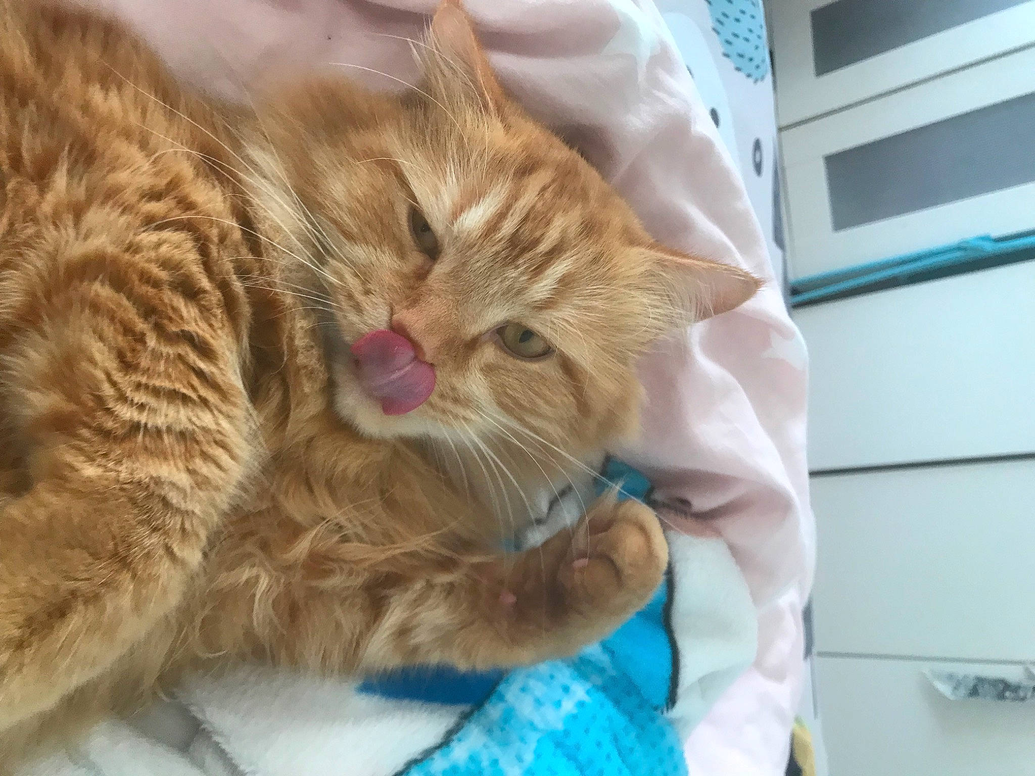 Charles participe au concours pour gagner de l'argent avec cette photo : canidae, carnivore, cat, claw, comfort, companion_dog, domestic_short_haired_cat, ear, fawn, felidae, fur, nap, paw, small_to_medium_sized_cats, snout, tail, whiskers