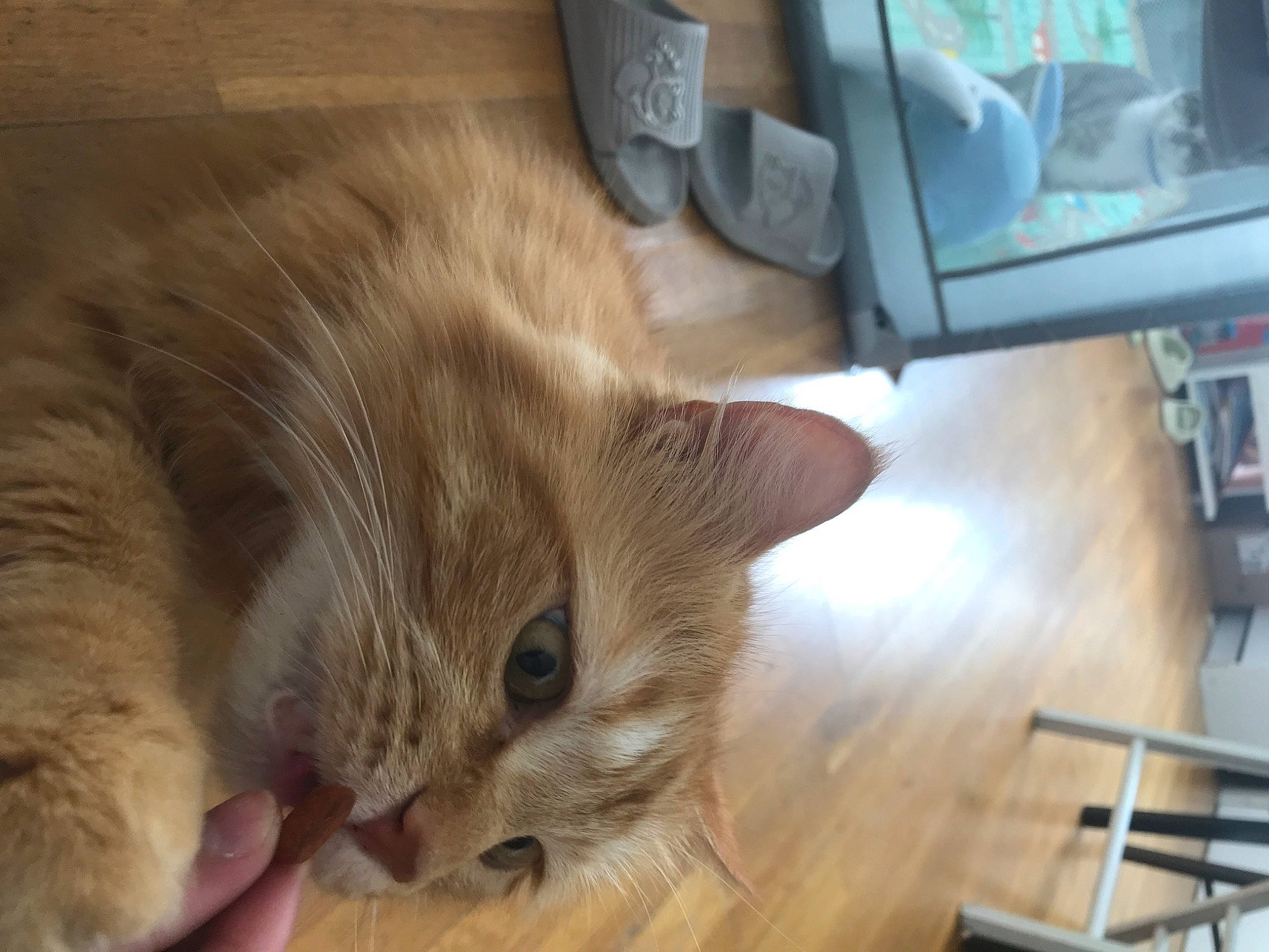 Charles a rejoint le concours — aidez-le/la à gagner de superbes lots ! carnivore, cat, claw, comfort, domestic_short_haired_cat, fawn, felidae, floor, flooring, fur, hardwood, laminate_flooring, lap, paw, small_to_medium_sized_cats, tail, varnish, whiskers, wood, wood_flooring