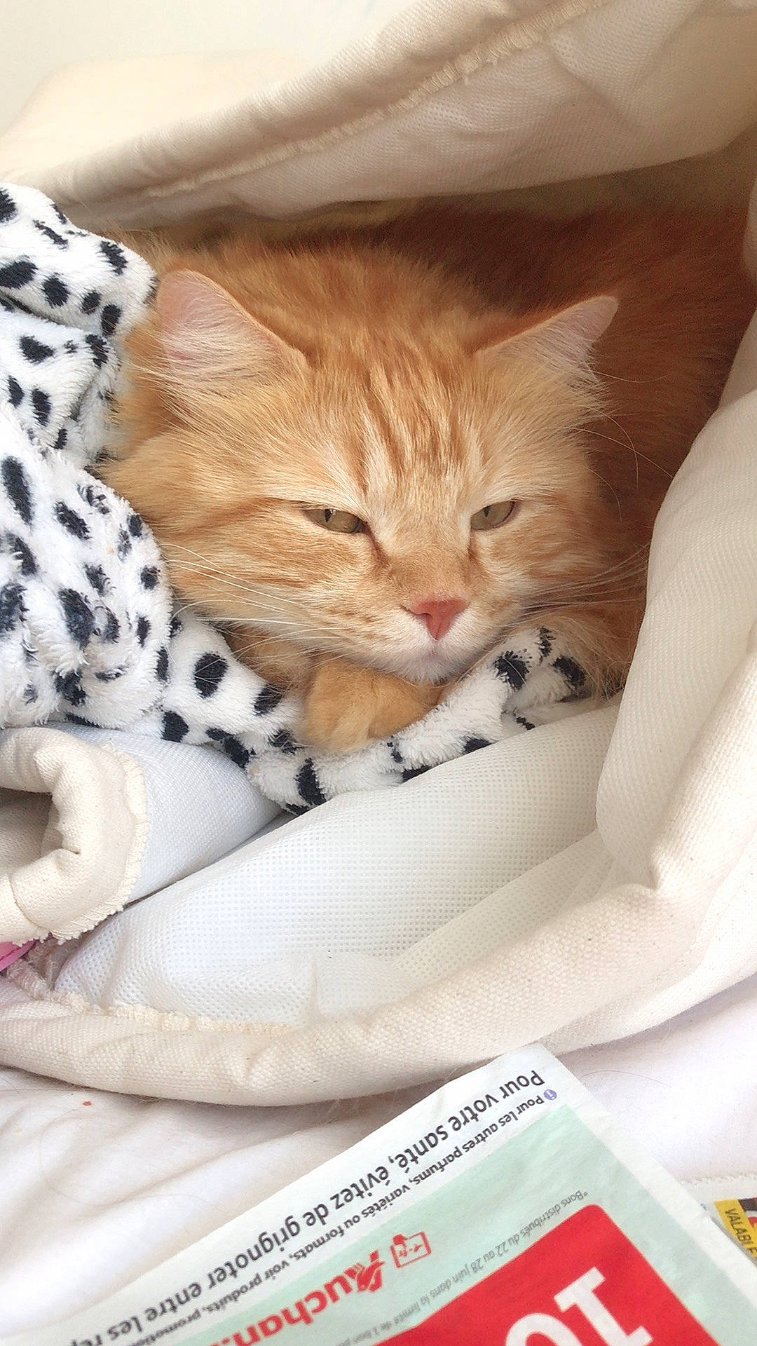 Charles participe au concours pour gagner de l'argent avec cette photo : bed, carnivore, cat, cat_supply, claw, comfort, domestic_short_haired_cat, fawn, felidae, fur, linens, nap, pattern, paw, pet_supply, room, small_to_medium_sized_cats, tail, textile, whiskers