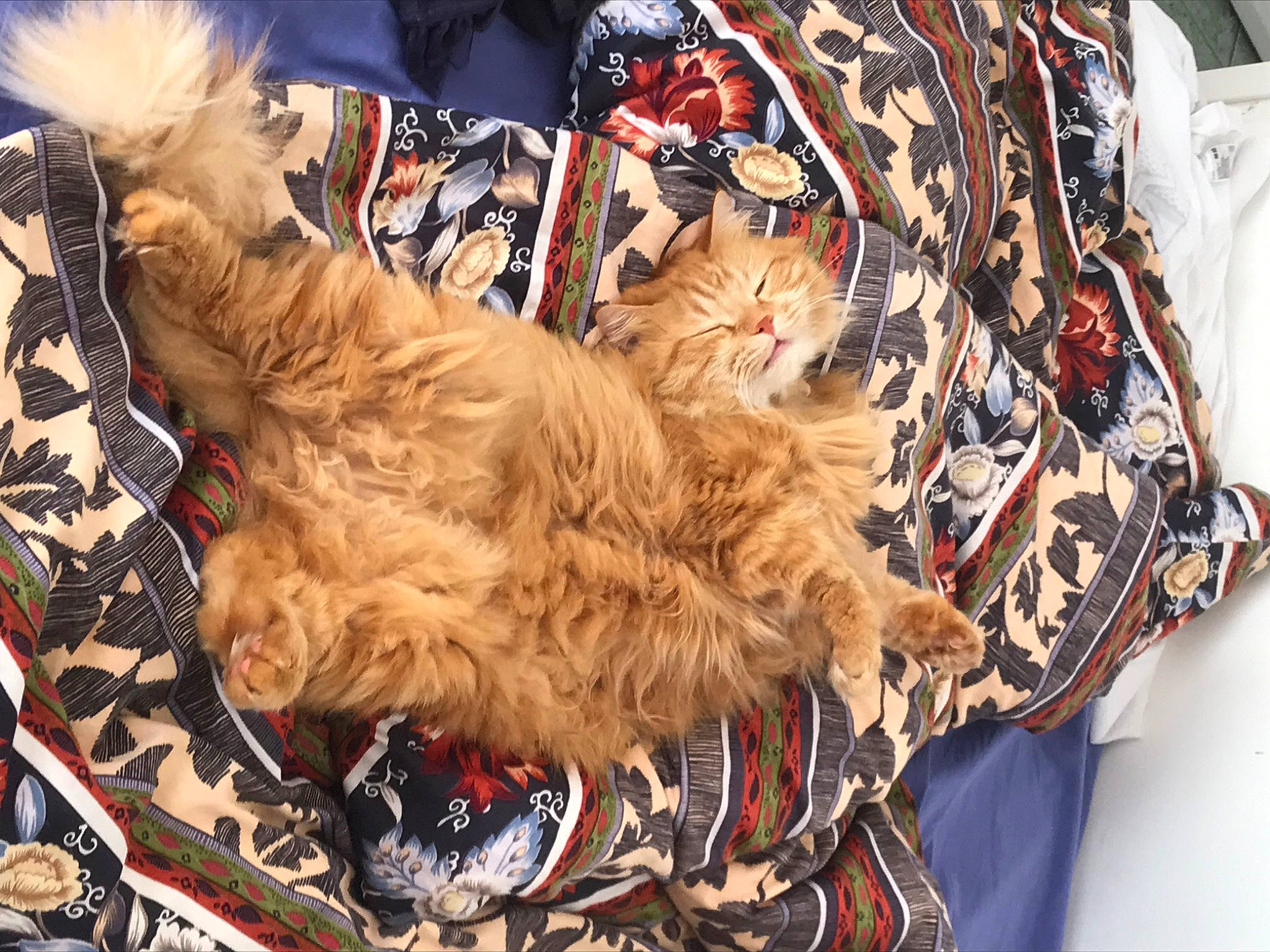 Charles a rejoint le concours — aidez-le/la à gagner de superbes lots ! bag, baggage, canidae, carnivore, cat, comfort, companion_dog, dog_breed, domestic_short_haired_cat, fawn, felidae, fur, pattern, small_to_medium_sized_cats, sporting_group, tail, whiskers