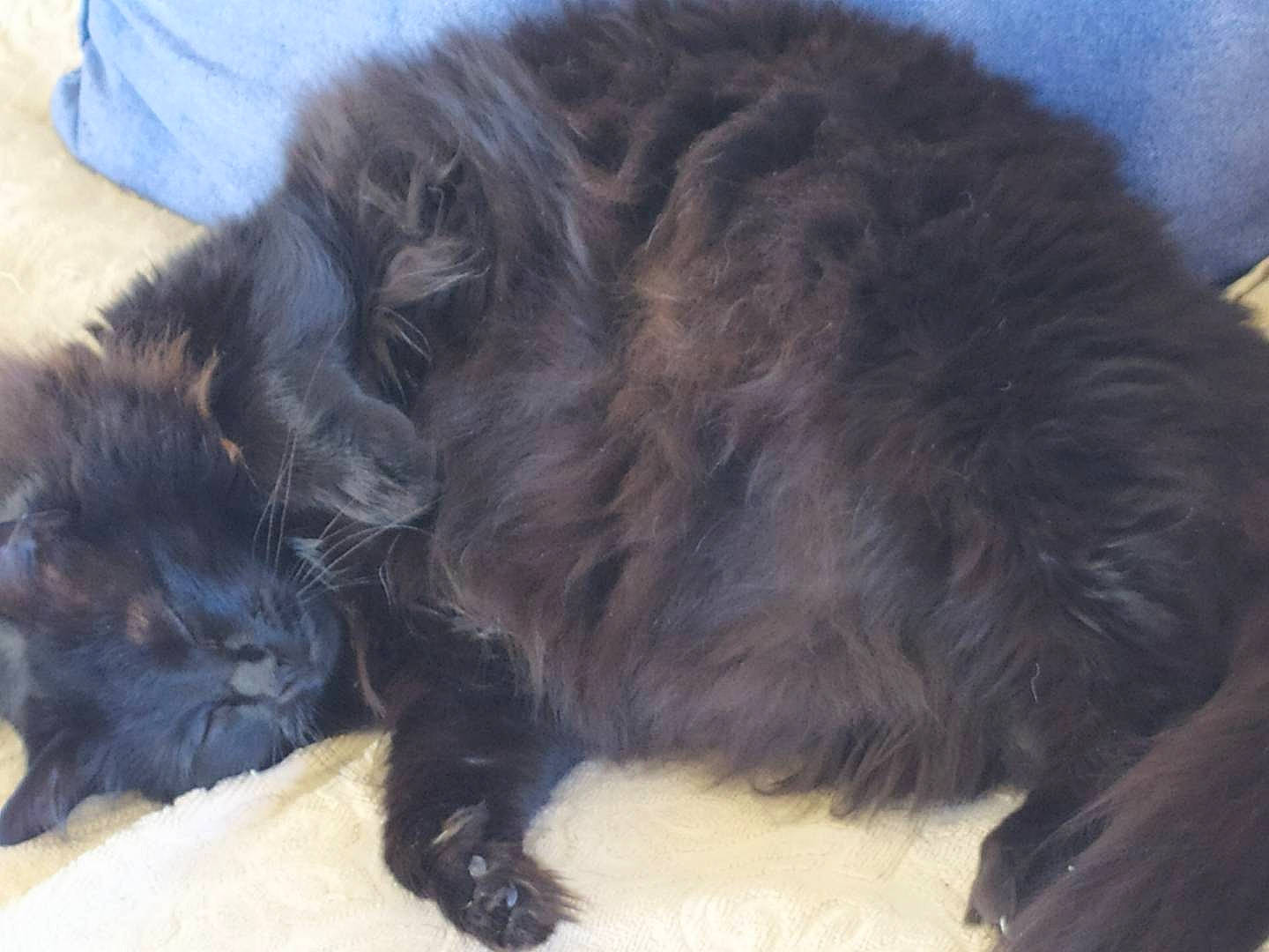 Reyna a rejoint le concours — aidez-le/la à gagner de superbes lots ! black_cat, british_longhair, canidae, carnivore, cat, comfort, companion_dog, dog_breed, fawn, felidae, flooring, fur, liver, mammal, paw, small_to_medium_sized_cats, snout, sporting_group, tail, whiskers