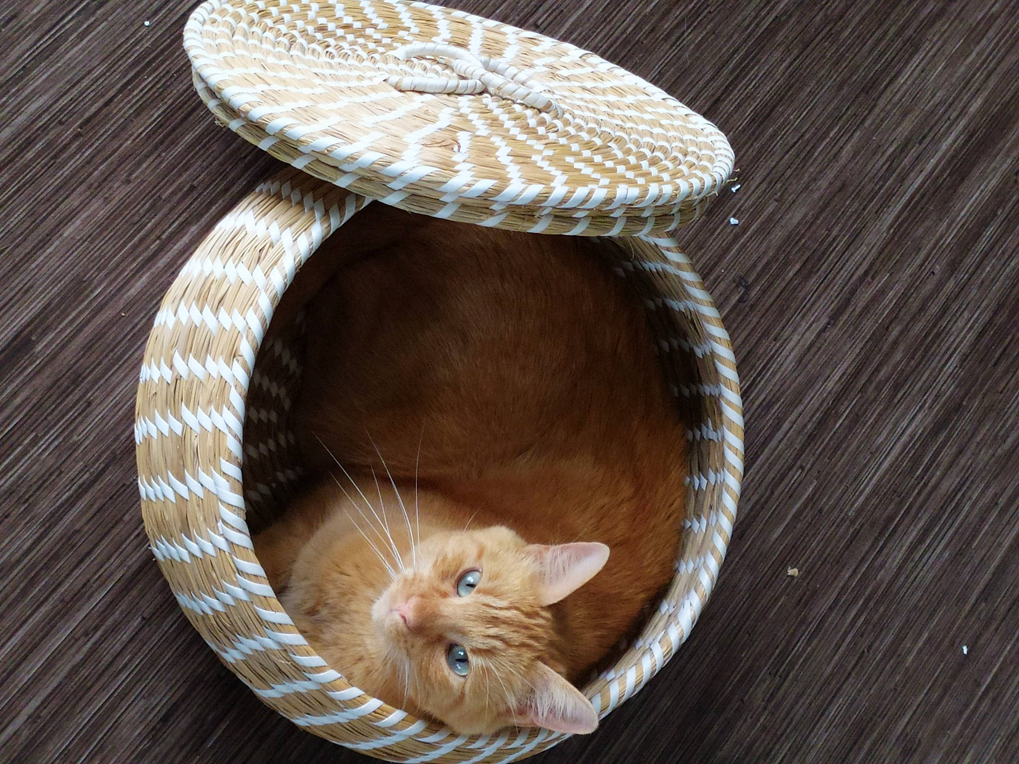 Oggy a rejoint le concours — aidez-le/la à gagner de superbes lots ! basket, brown, carnivore, cat, cat_bed, cat_supply, costume_hat, domestic_short_haired_cat, fashion_accessory, fawn, felidae, fur, hat, pet_supply, small_to_medium_sized_cats, tail, whiskers, white, wicker, wood