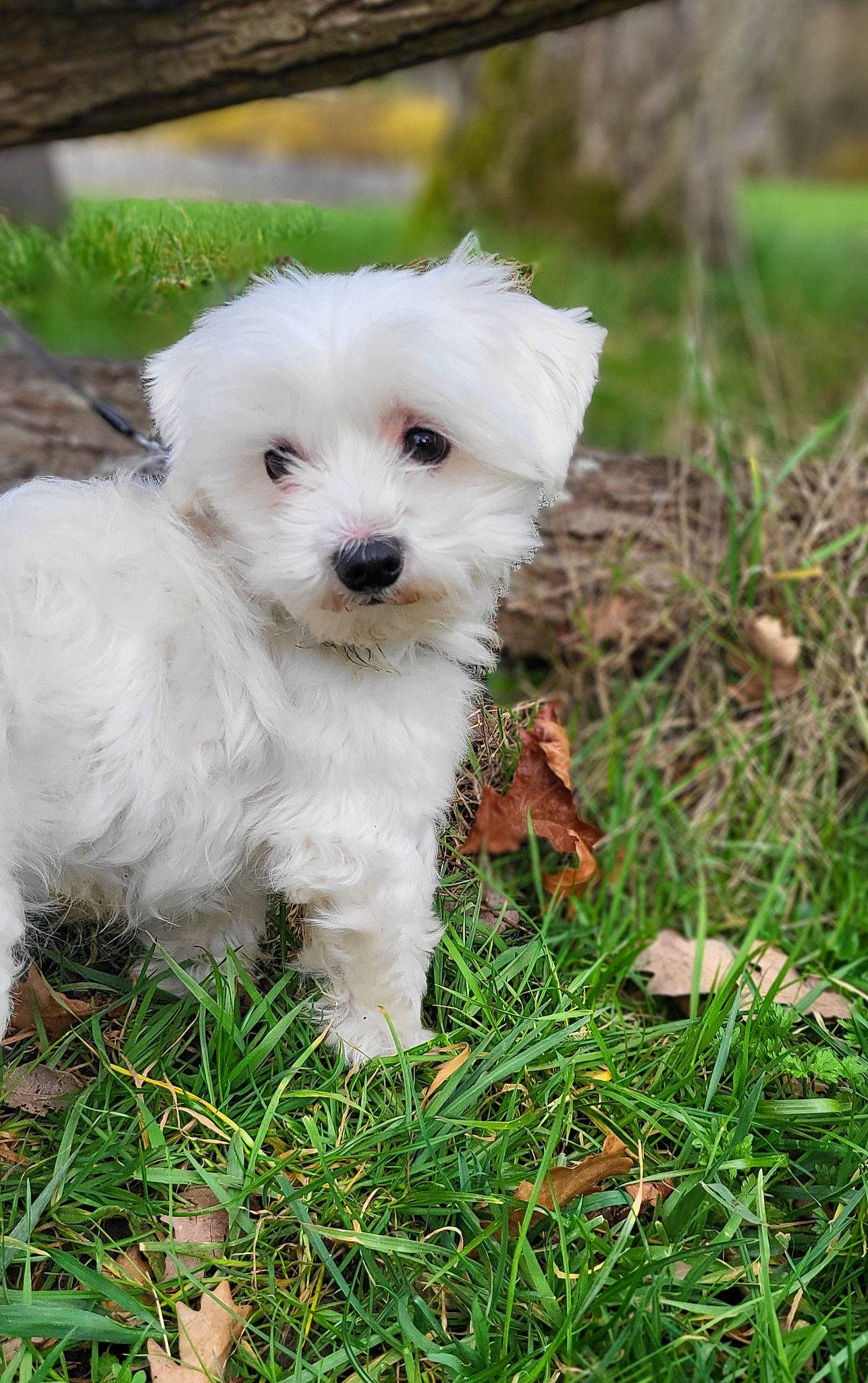 Sven a rejoint le concours — aidez-le/la à gagner de superbes lots ! canidae, carnivore, cockapoo, companion_dog, dog, dog_breed, dog_collar, grass, maltepoo, non_sporting_group, plant, poodle_crossbreed, puppy, shih_poo, small_terrier, snout, sporting_group, terrier, toy_dog, water_dog