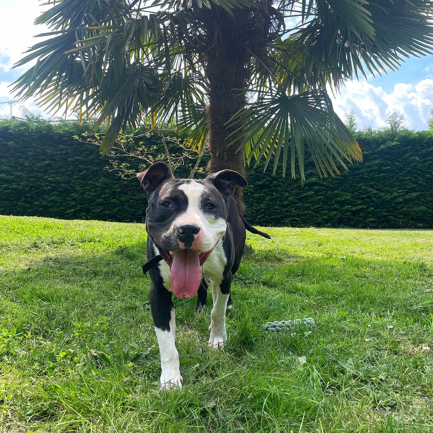 Paco