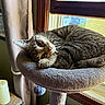 cat, tabby_cat, pet, feline, sleeping, relaxed, cozy, curled_up, whiskers, green_eyes, fur, paws, cat_tree, window, sunlight, indoors, home, curtain, candles, portrait