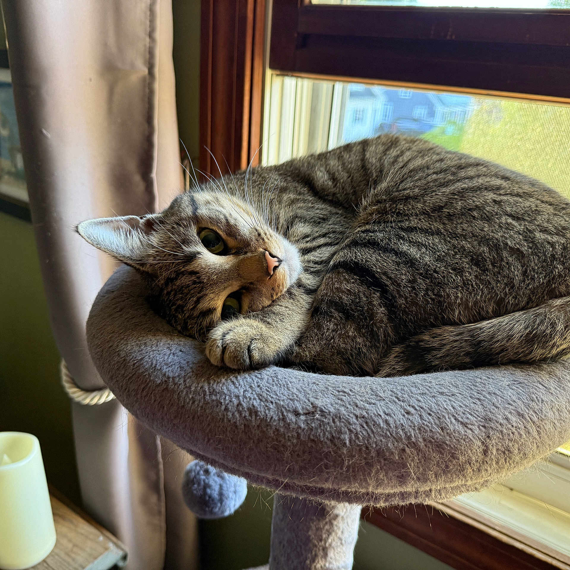 Rascal