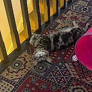Minnie is registered to the contest to win money with this photo: animal, architecture, building, canine, cat, dog, homedecor, house, housing, indoors, interiordesign, kitten, manx, mat, person, pet, puppy, sleeping, staircase, wood