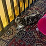 animal, architecture, building, canine, cat, dog, homedecor, house, housing, indoors, interiordesign, kitten, manx, mat, person, pet, puppy, sleeping, staircase, wood