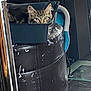 Minnie joined the competition — help win amazing prizes! animal, armchair, barrel, buildingflooding, can, car, cat, chair, couch, furniture, homedamage, indoors, kitten, manx, pet, rainbarrel, tin, transportation, trashcan, vehicle