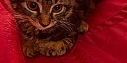Minnie is registered to the contest to win money with this photo: animal, architecture, bag, blanket, building, cat, cushion, face, furniture, head, homedecor, kitten, manx, outdoors, person, pet, photography, portrait, shelter, tent