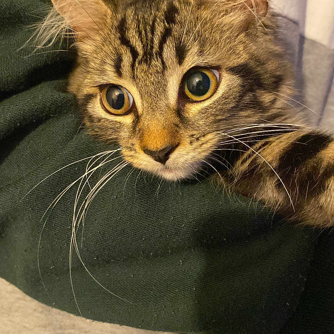 Minnie