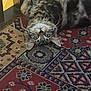 Minnie is registered to the contest to win money with this photo: accessories, animal, architecture, art, building, cat, cushion, homedecor, indoors, interiordesign, kitten, manx, mat, ornament, person, pet, rug, sleeping, tapestry, wood