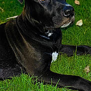 Milo is registered to the contest to win money with this photo: dog, black_dog, grass, outdoor, pet, animal, lying_down, canine, fur, nature, mammal, closeup, eyes, nose, ears, relaxed, daylight, portrait, white_patch, paw