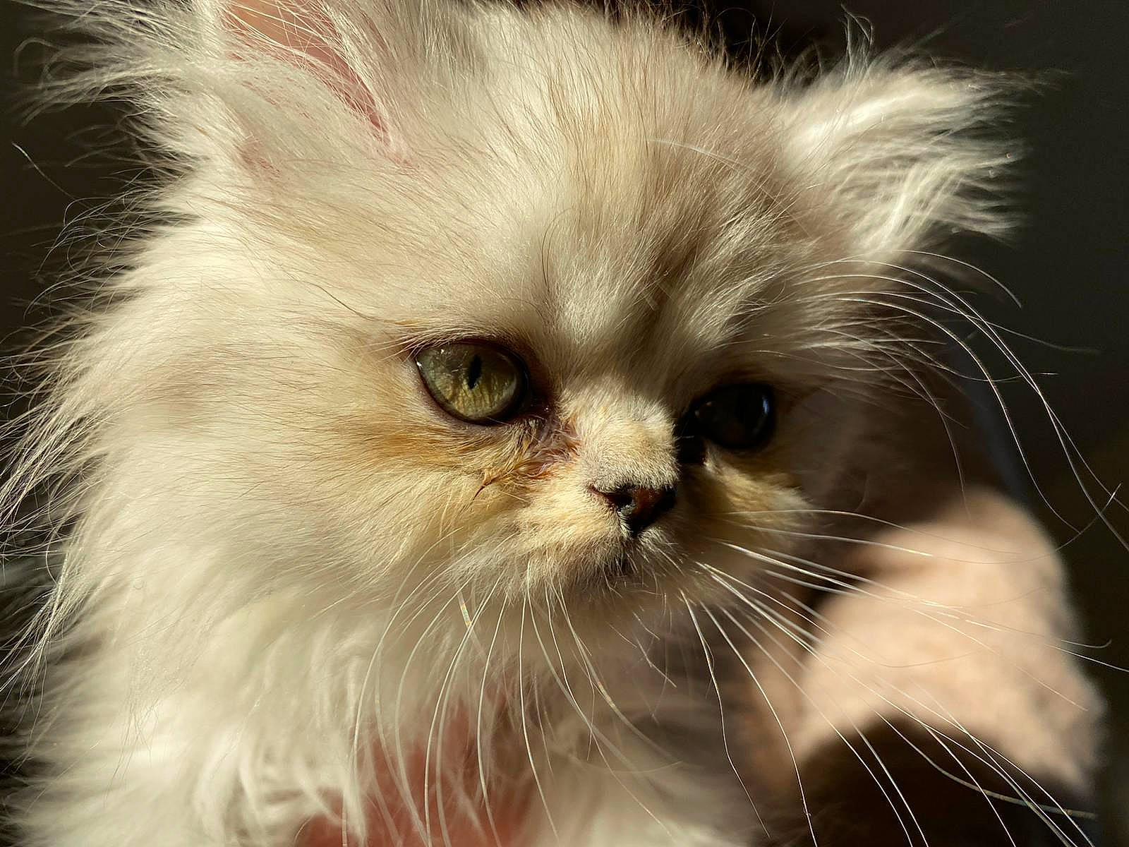 Cléopâtre a rejoint le concours — aidez-le/la à gagner de superbes lots ! asian, asian_semi_longhair, british_longhair, british_semi_longhair, carnivore, cat, close_up, domestic_long_haired_cat, eye, felidae, fur, kitten, mammal, napoleon_cat, nose, persian, small_to_medium_sized_cats, snout, vertebrate, whiskers