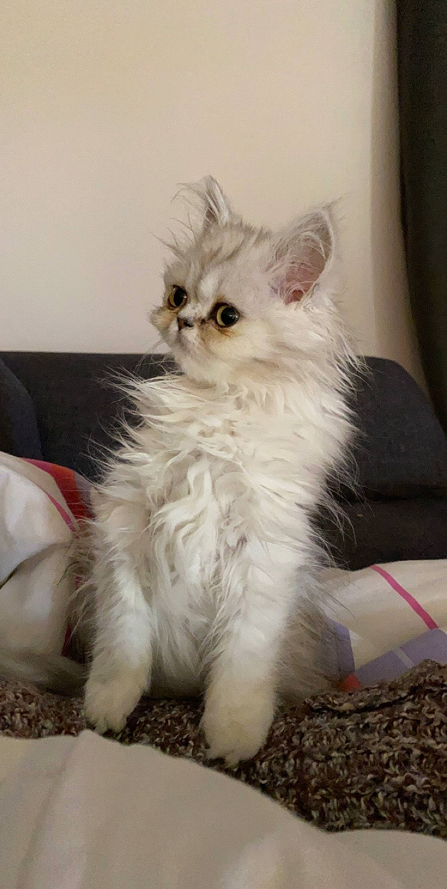 Cléopâtre participe au concours pour gagner de l'argent avec cette photo : american_curl, asian_semi_longhair, british_longhair, british_semi_longhair, carnivore, cat, domestic_long_haired_cat, eye, felidae, kitten, mammal, napoleon_cat, norwegian_forest_cat, persian, ragamuffin, ragdoll, siberian, small_to_medium_sized_cats, vertebrate, whiskers