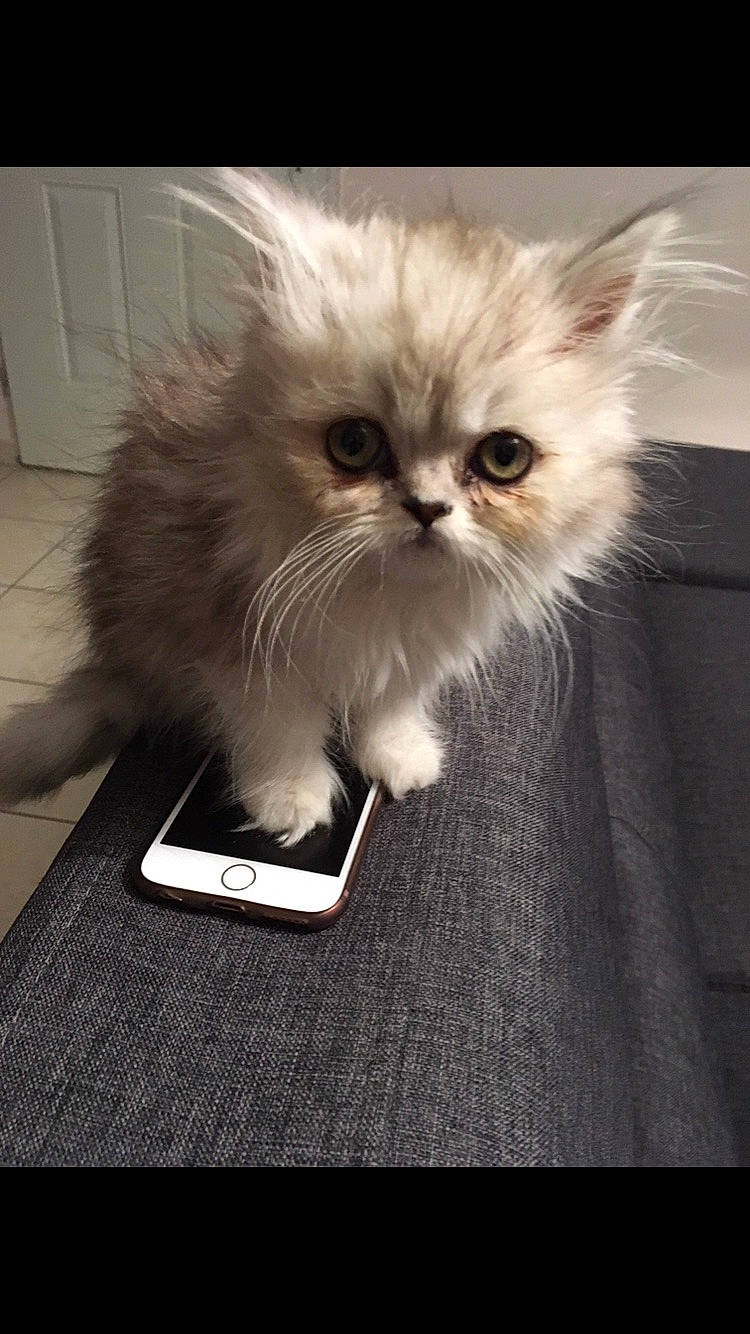 Cléopâtre a rejoint le concours — aidez-le/la à gagner de superbes lots ! asian, asian_semi_longhair, british_longhair, british_semi_longhair, carnivore, cat, domestic_long_haired_cat, eye, felidae, fur, kitten, mammal, munchkin, napoleon_cat, persian, ragamuffin, ragdoll, small_to_medium_sized_cats, whiskers