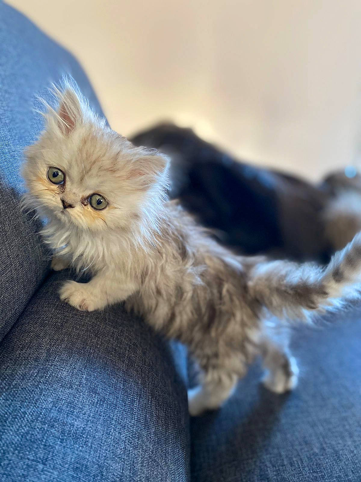 Cléopâtre participe au concours pour gagner de l'argent avec cette photo : asian_semi_longhair, british_longhair, british_semi_longhair, carnivore, cat, domestic_long_haired_cat, fawn, felidae, fur, kitten, maine_coon, mammal, munchkin, napoleon_cat, norwegian_forest_cat, persian, ragamuffin, siberian, small_to_medium_sized_cats, whiskers