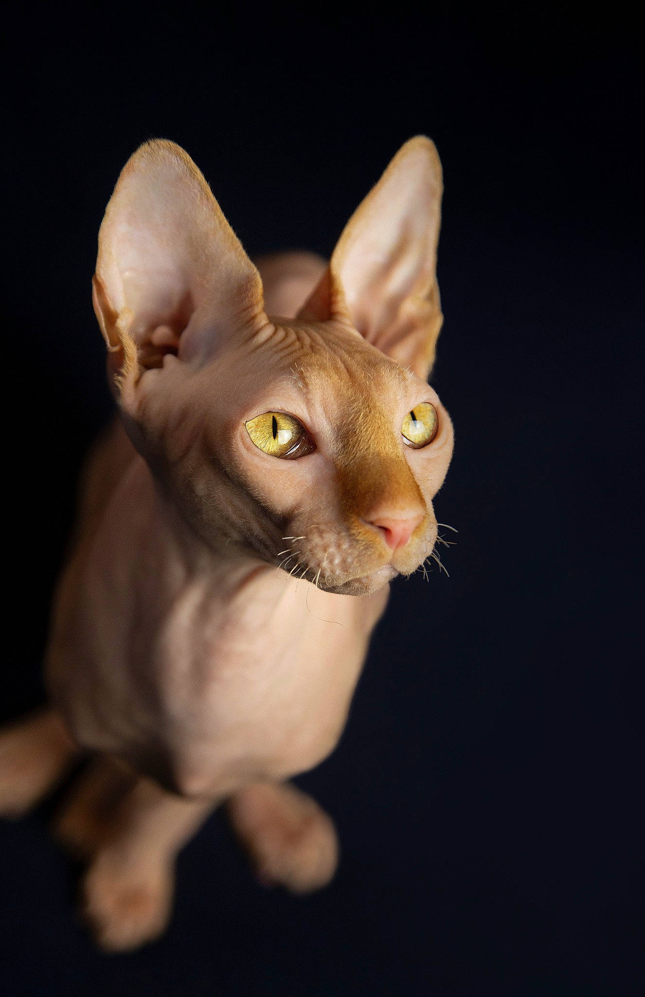 Anubis joined the competition — help win amazing prizes! art, artifact, carnivore, cat, close_up, darkness, donskoy, ear, fawn, felidae, macro_photography, rex_cat, small_to_medium_sized_cats, snout, sphynx, still_life_photography, terrestrial_animal, ukrainian_levkoy, whiskers