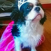 Boonky participe au concours pour gagner de l'argent avec cette photo : ancient_dog_breeds, canidae, carnivore, cavalier_king_charles_spaniel, companion_dog, computer_keyboard, dog, dog_breed, dog_supply, flooring, fur, hardwood, non_sporting_group, puppy, snout, sporting_group, toy_dog, whiskers, working_animal, working_dog