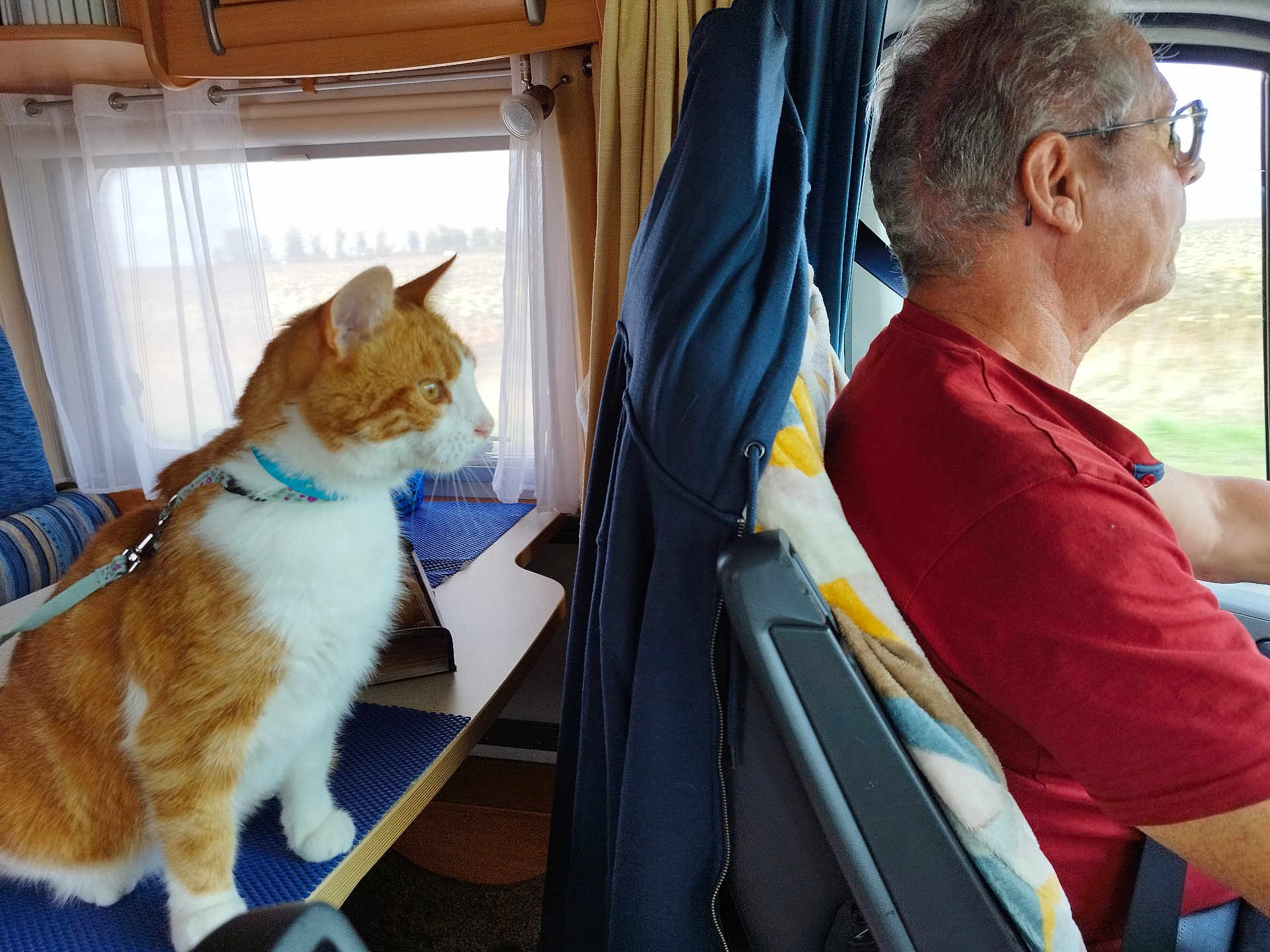 Diego a rejoint le concours — aidez-le/la à gagner de superbes lots ! cat, orange_cat, white_cat, leash, window, man, glasses, red_shirt, seat, vehicle_interior, table, curtains, blue_mat, driving, side_profile, indoor, pet, travel, companion, focused