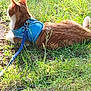 Diego participe au concours pour gagner de l'argent avec cette photo : cat, orange_cat, white_cat, harness, leash, grass, outdoor, pet, animal, resting, sunlight, nature, greenery, feline, summer, relaxed, mammal, side_view, domestic_cat, daytime