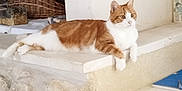 Diego participe au concours pour gagner de l'argent avec cette photo : cat, orange_cat, white_cat, lounging, stone_ledge, indoor, basket, decor, relaxed, animal, pet, fur, whiskers, ears, curious, resting, home, cozy, quiet, comfortable