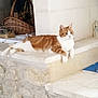 cat, orange_cat, white_cat, lounging, stone_ledge, indoor, basket, decor, relaxed, animal, pet, fur, whiskers, ears, curious, resting, home, cozy, quiet, comfortable