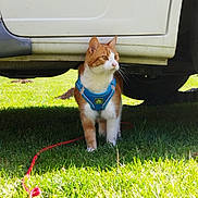 Diego participe au concours pour gagner de l'argent avec cette photo : cat, orange_cat, white_cat, harness, leash, grass, outdoor, vehicle, car, pet, animal, sunlight, shadow, nature, curious, alert, domestic_cat, mammal, side_view, daytime