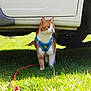 cat, orange_cat, white_cat, harness, leash, grass, outdoor, vehicle, car, pet, animal, sunlight, shadow, nature, curious, alert, domestic_cat, mammal, side_view, daytime