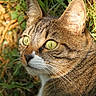 Lylo a rejoint le concours — aidez-le/la à gagner de superbes lots ! cat, tabby, close_up, animal, pet, feline, outdoor, grass, leaves, whiskers, ears, eyes, nature, mammal, portrait, fur, alert, curious, daylight, wildlife