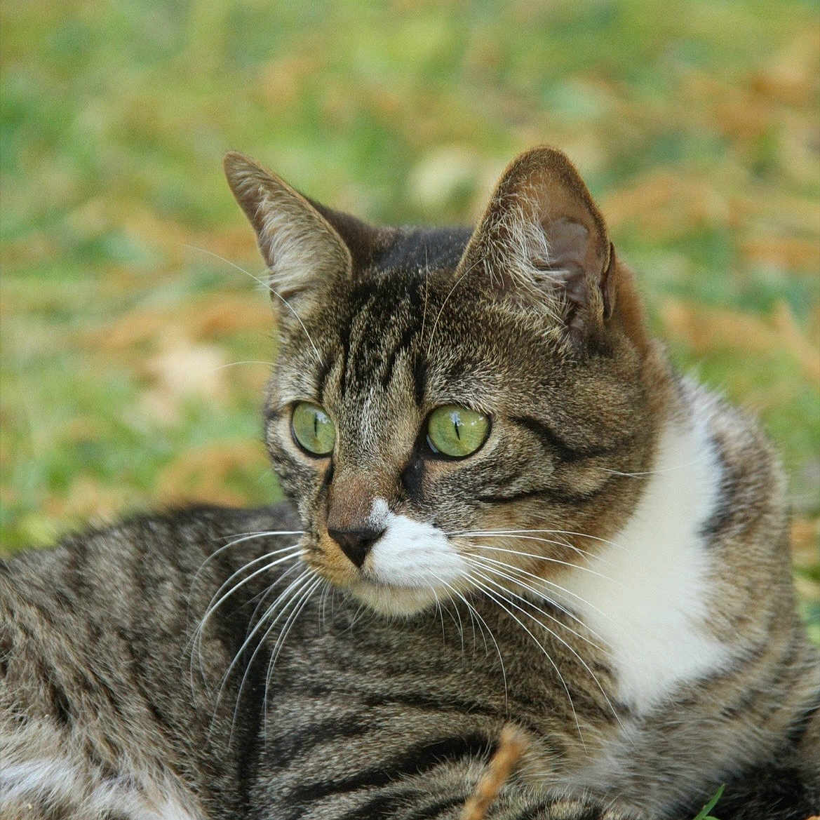 Lylo a rejoint le concours — aidez-le/la à gagner de superbes lots ! cat, tabby_cat, animal, pet, outdoor, grass, nature, feline, whiskers, ears, green_eyes, fur, relaxed, lying_down, close_up, mammal, wildlife, background_blur, daylight, alert