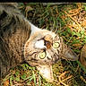 Lylo a rejoint le concours — aidez-le/la à gagner de superbes lots ! cat, tabby, grass, outdoor, yellow_eyes, lying_down, nature, sunlight, leaf, whiskers, pet, animal, closeup, fur, relaxing, daylight, greenery, mammal, cute, portrait