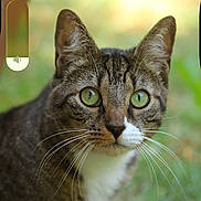 Lylo participe au concours pour gagner de l'argent avec cette photo : cat, tabby, green_eyes, whiskers, outdoor, grass, nature, animal, pet, close_up, portrait, feline, cute, curious, ears, face, mammal, domestic_cat, background_blur, volume_overlay