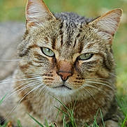 Teddy a rejoint le concours — aidez-le/la à gagner de superbes lots ! animal, background_blur, cat, close_up, ears, feline, fur, grass, green_eyes, laying_down, mammal, nature, nose, outdoor, pet, portrait, relaxed, tabby_cat, whiskers, wildlife