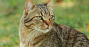 Teddy a rejoint le concours — aidez-le/la à gagner de superbes lots ! animal, calm, cat, closeup, curious, daylight, ears, eyes, feline, fur, grass, looking_away, mammal, nature, outdoor, pet, portrait, sitting, tabby_cat, whiskers