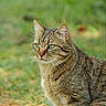 Teddy participe au concours pour gagner de l'argent avec cette photo : alert, animal, background_blur, calm, cat, closeup, daylight, feline, fur, grass, green_eyes, mammal, nature, outdoor, pet, portrait, sitting, tabby, whiskers, wildlife